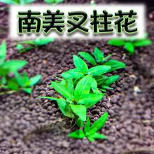 南美叉柱花淡水真水草鱼缸造景前景草水下叶无需转水草坪匍匐生长