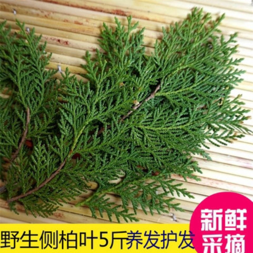 爆款侧柏叶包邮斤侧伯扁柏叶新鲜侧柏叶-阿里巴巴