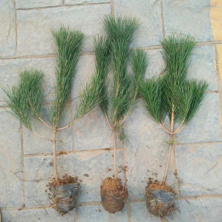 求购白皮松树苗-求购白皮松树苗厂家,品牌,图片,热帖-阿里巴巴