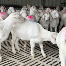 哪里有卖活体美国白山羊的 白山羊基础母羊美国白山羊羊羔 黑山羊