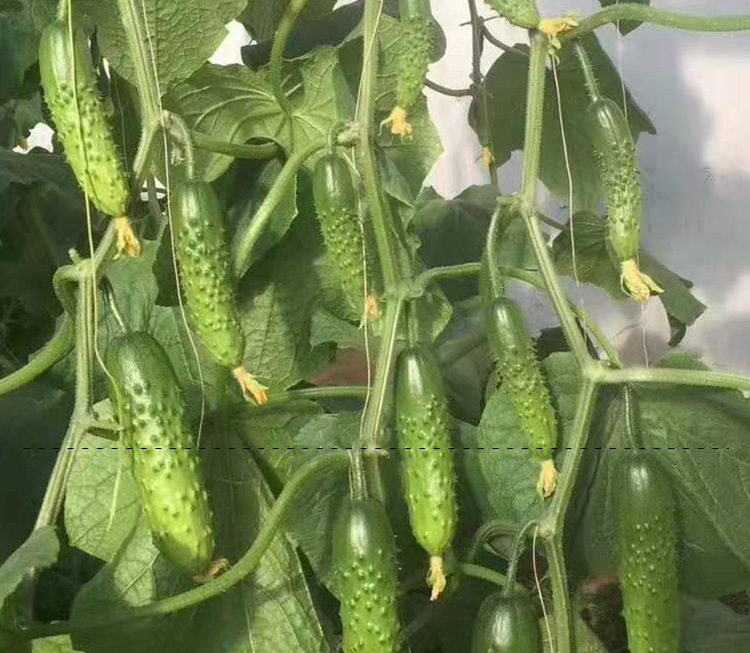 爬满地水果黄瓜种子 农田菜园嫩脆清香短把满地爬水果爬地黄瓜籽