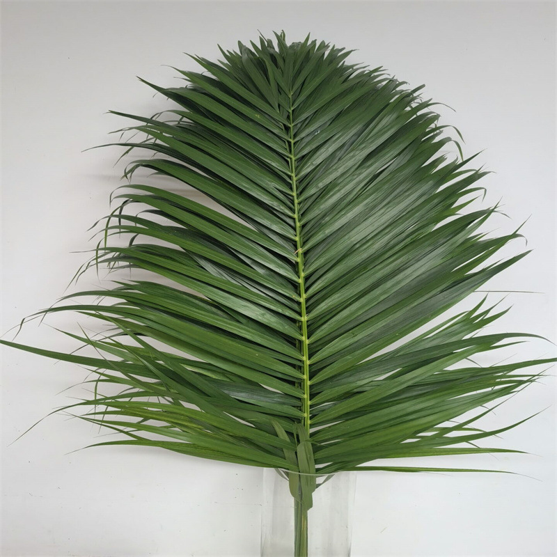 新鲜散尾真叶家用会议室婚礼装饰配叶酒店西餐摆菜盘鲜花同城速递