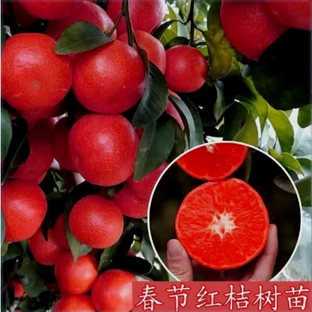 新品种东方红桔树苗嫁接沙糖桔子苗无核蜜桔橘子苗盆栽地栽果树苗