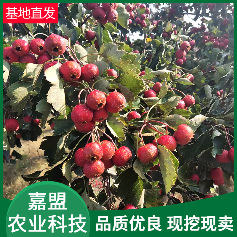 供应嫁接山楂苗 当年结果纯甜盆栽地庭院山楂苗 酸甜可口山楂苗