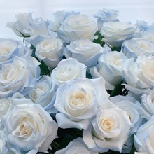 玫瑰碎冰蓝玫瑰真花鲜花云南直发批发鲜花束送妈妈玫瑰花鲜花批发