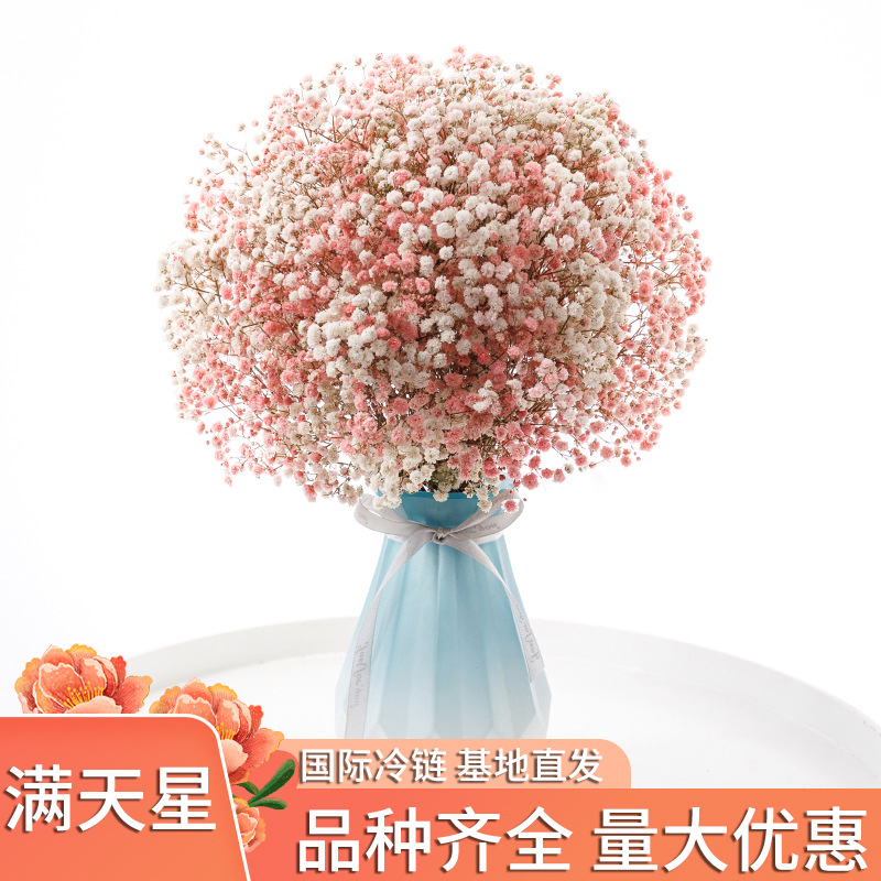 云南昆明直批满天星2斤大束半干花彩色花店插花素材婚庆用货源