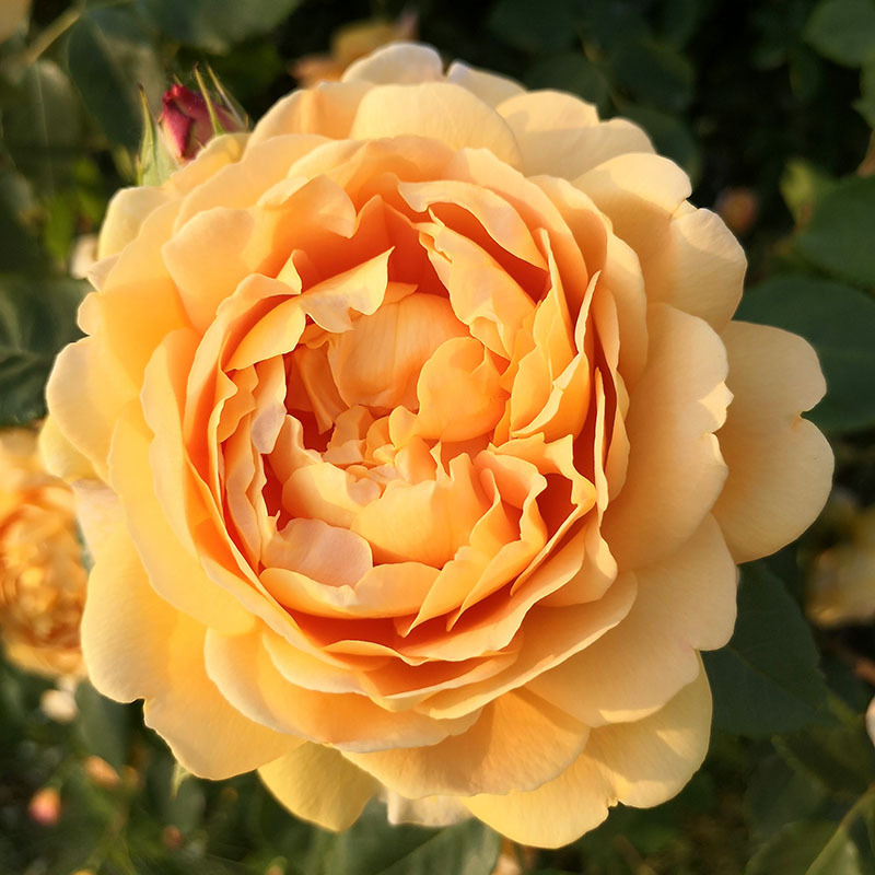 欧月藤本月季大苗黄金庆典月季大花浓香玫瑰爬藤攀援蔷薇庭院植物