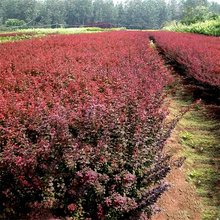 大量出售红叶小檗 花镜花坛布置 庭院盆栽色块苗