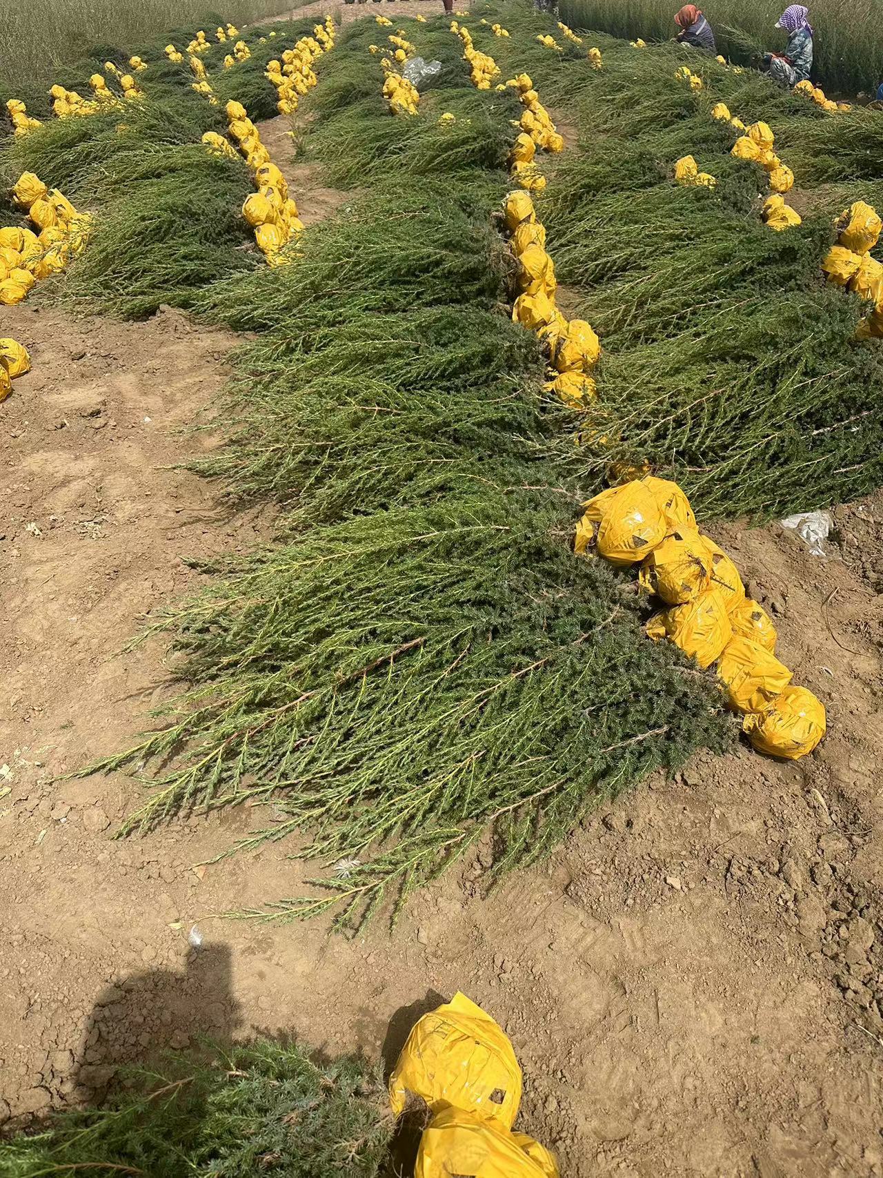 辽宁联众苗圃供应桧柏球 丹东桧柏 沈阳桧柏批发 四季常绿占地桧