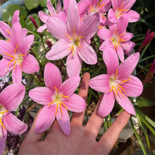 风雨兰种球花苗多年生耐旱植物室内阳台庭院盆栽地栽四季开花重瓣