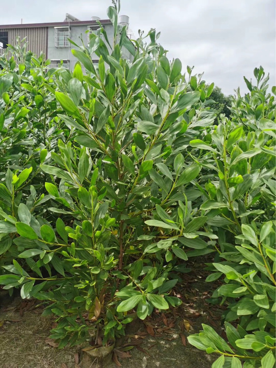 广东普宁复绿 造林 马占相思树苗 大叶相思细叶相思白布袋苗 杯苗