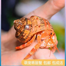 陆生寄居蟹灰白短腕超大草莓观赏虾蟹宠物活体懒人宠物蟹包邮包活