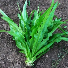 油麦菜种子四季青菜种籽大全阳台菜籽盆栽籽种春蔬菜孑菜种农家