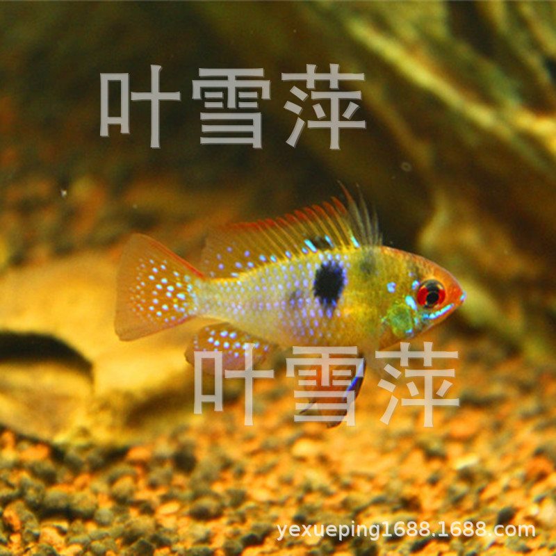 5-2.5cm荷兰凤凰鱼 短鲷鱼 热带观赏鱼 渔场大量-阿里巴巴