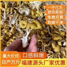 工厂直销鸡油菌干货福建硫煲汤食材滋补黄金食用菌汤包精选鸡油菌