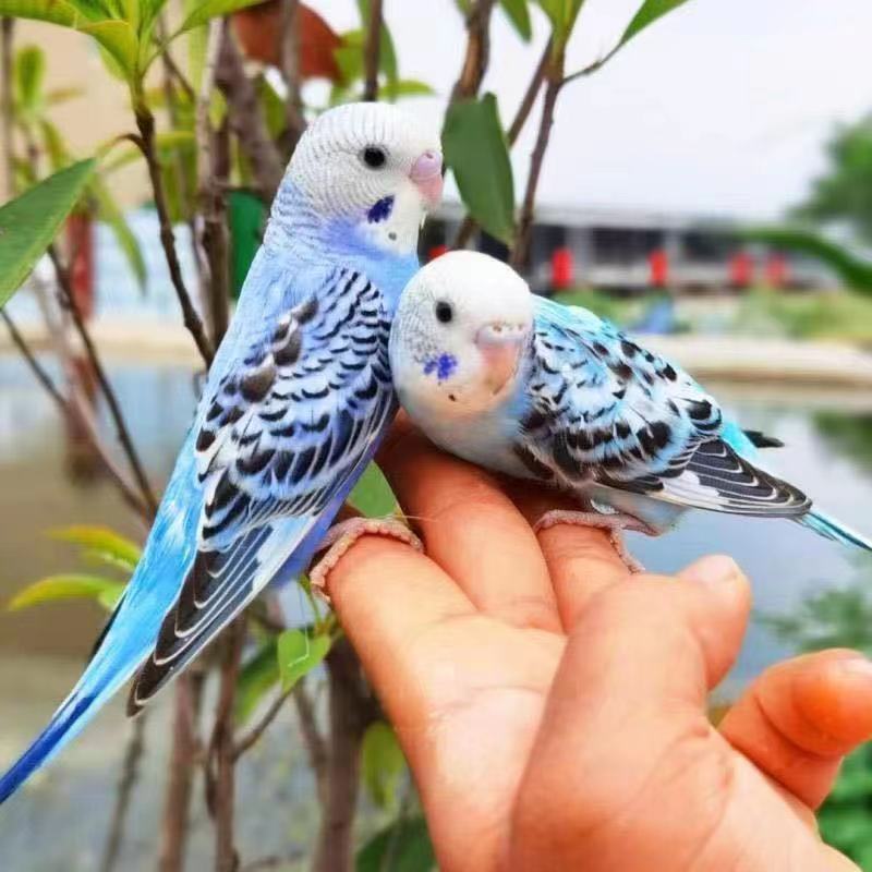 虎皮鹦鹉鸟 活体批发活宠物鸟云斑手养小鸟会说话的幼鸟跨境代发