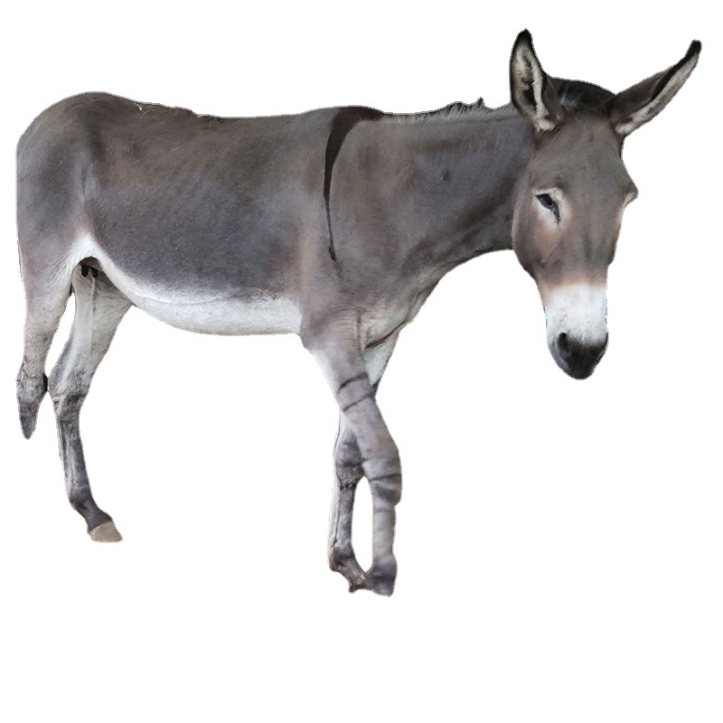 德州驴小驴驹小毛驴活驴黑驴仔怀孕大母驴改良驴驹养殖场