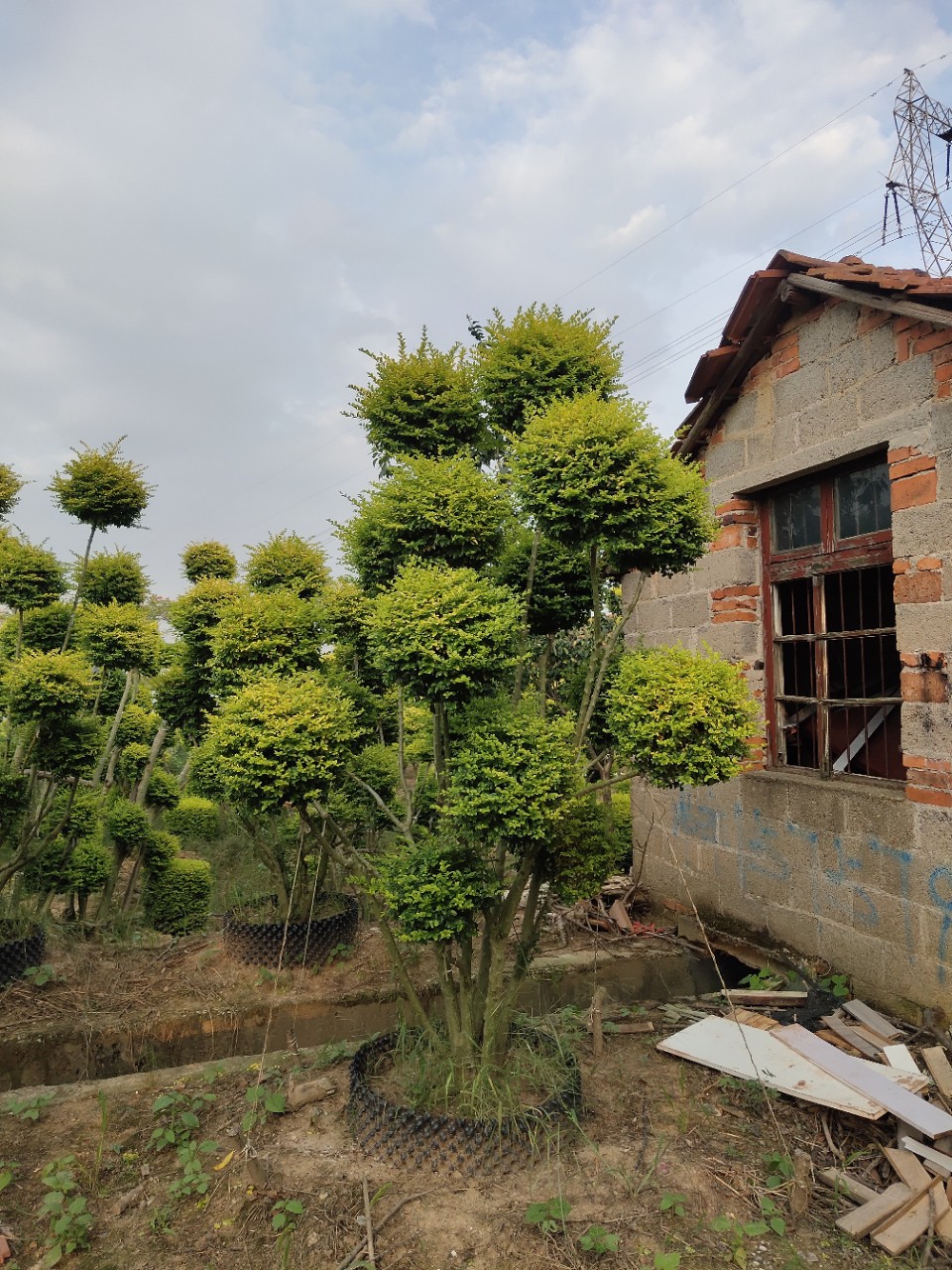 亮晶女贞多头-阿里巴巴