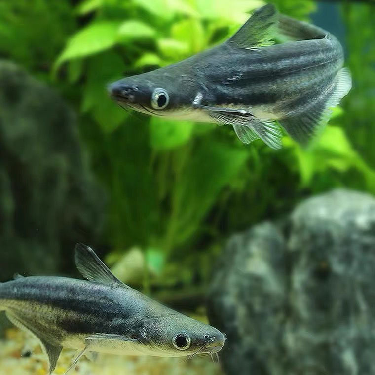 凶猛蓝鲨鱼白化鲨鱼淡水观赏鱼威武霸气底层鱼