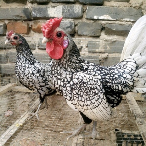 农家小院观赏鸡黑白花波兰鸡珍珠鸡元宝鸡 绣球鸡 长尾鸡出售