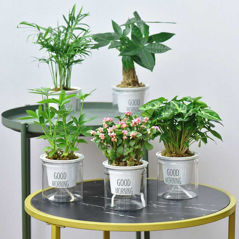 q绿植盆栽花卉室内好养发财树办公室吊兰栀子花绿萝水培小多肉植