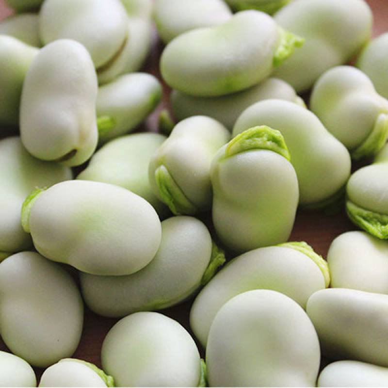 云南新鲜毛豆青蚕豆带壳蔬菜类罗汉豆兰花胡豆佛南豆竖豌豆蔬菜