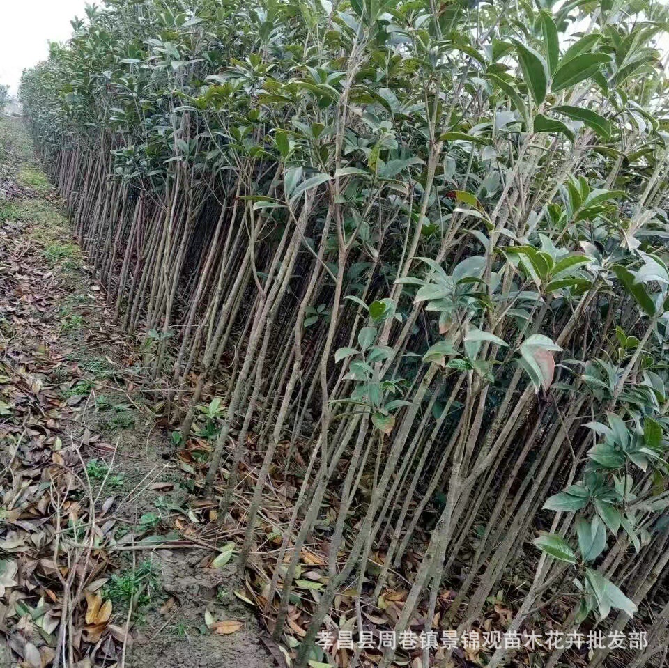 花卉苗木桂花树 扦插桂花河南桂花 丹桂80-100公分高批发包邮价格