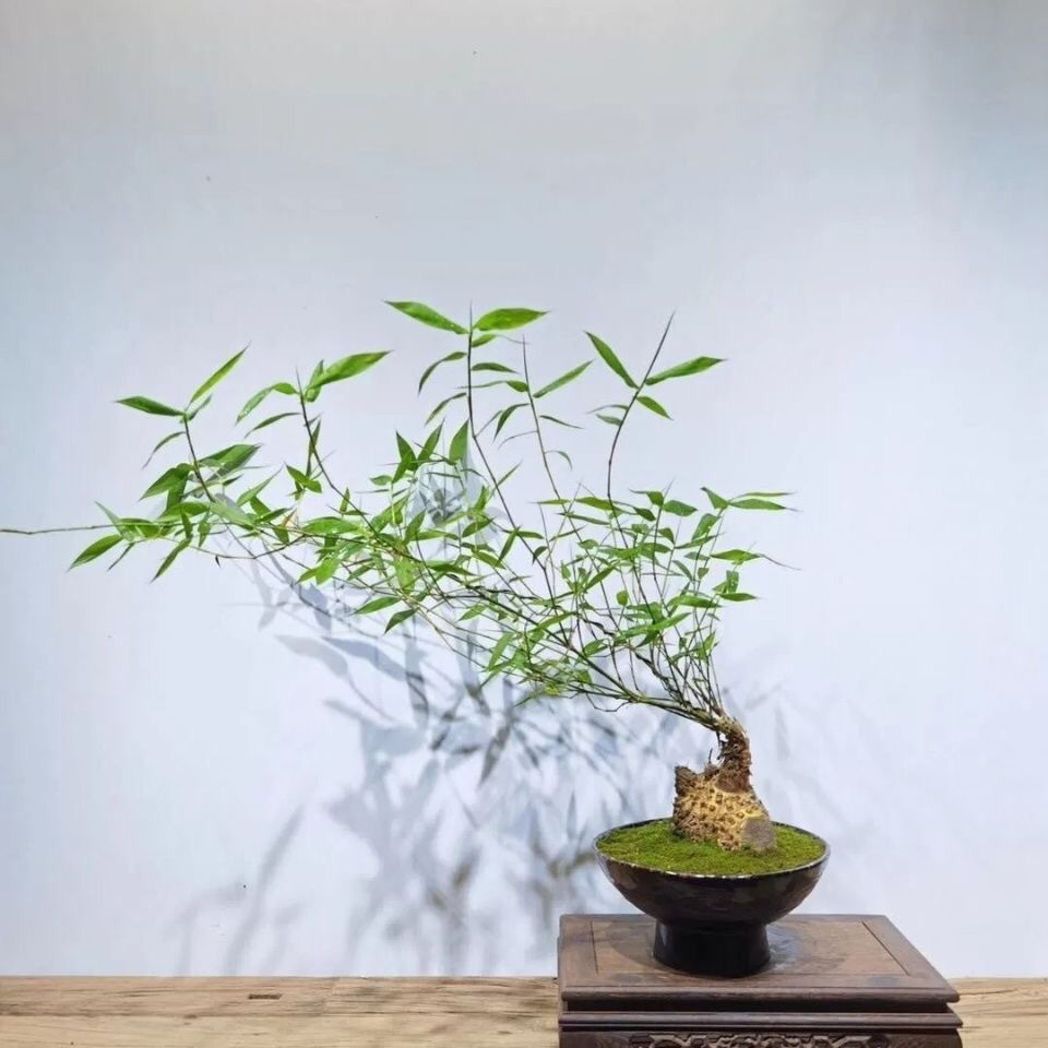 野生稀有月亮湾小叶簕竹精品岭南米竹办公室内绿植盆栽观赏勒竹子