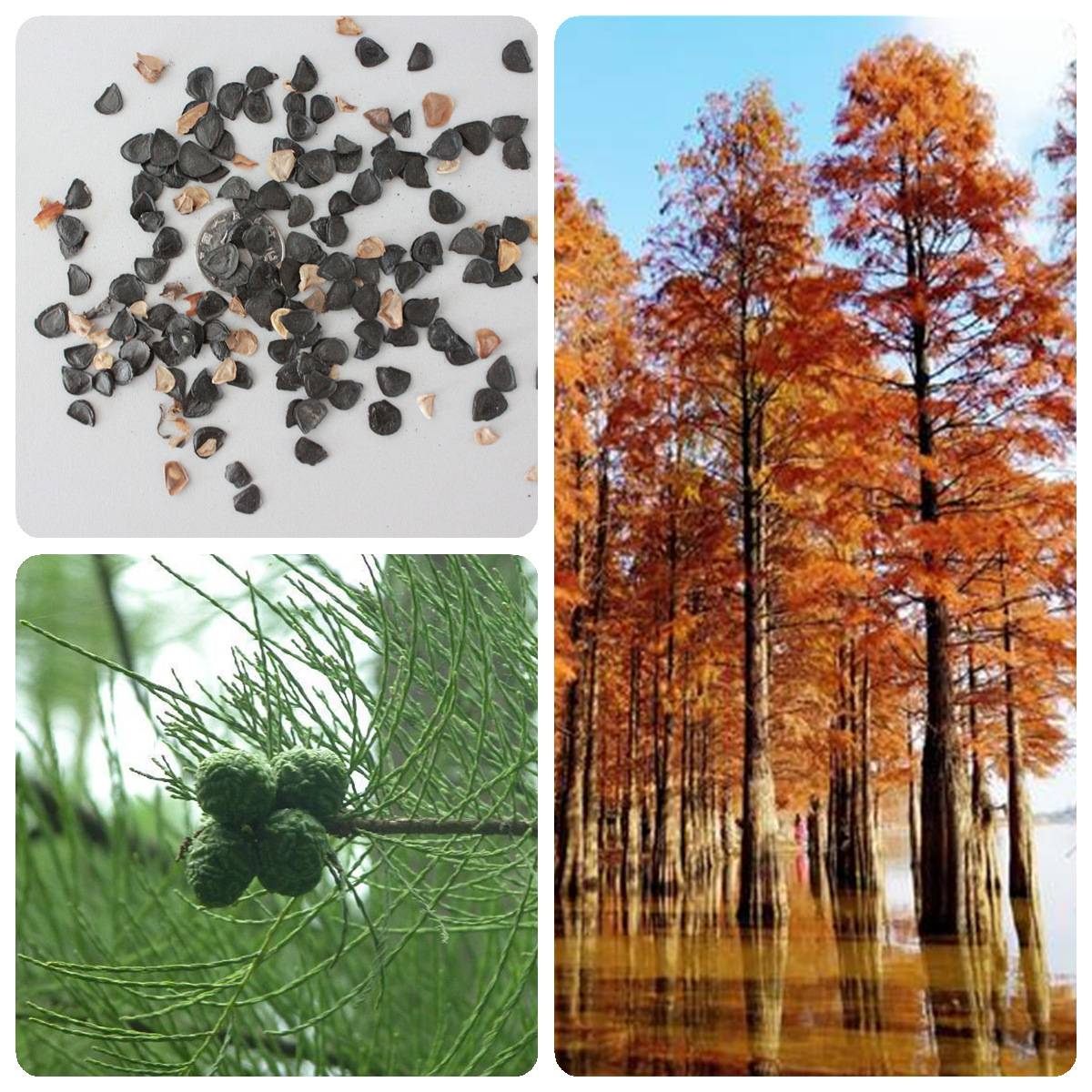 林木种子杉木种子刺杉种子沙树杉树水杉柳杉冷杉落羽杉油杉种子