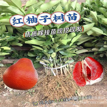 柚子树苖红心红肉蜜柚嫁接三红蜜柚果树果苖南方北方种植当年结果