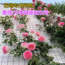 花墙架网格月季爬藤钢丝网蔷薇植物爬墙上墙攀爬架园艺铁丝网