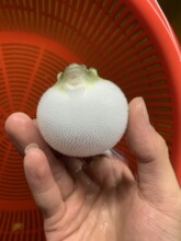 弓斑狗头河豚淡水冷水凶猛会生气的观赏鱼潜水艇斑马鼓气大肚子鱼