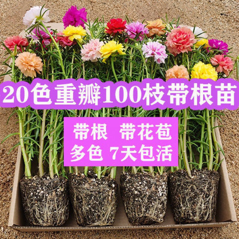 重瓣太阳花花苗四季开花盆栽带根带花苞植物混色七彩马齿苋室内外