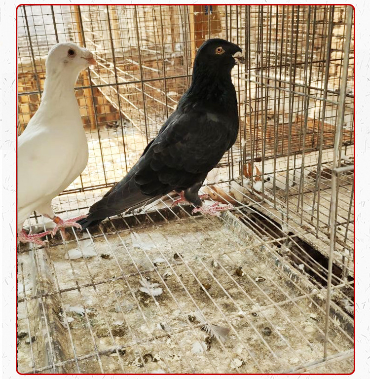 美河马鸽 黄杠马头鸽子 瓦灰蛇头鸽子 白马头 观赏鸽种鸽