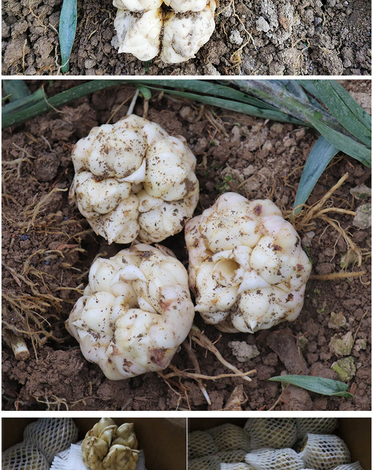 新鲜龙山百合食用功效药食同源百合现挖无硫微苦农家白合5斤