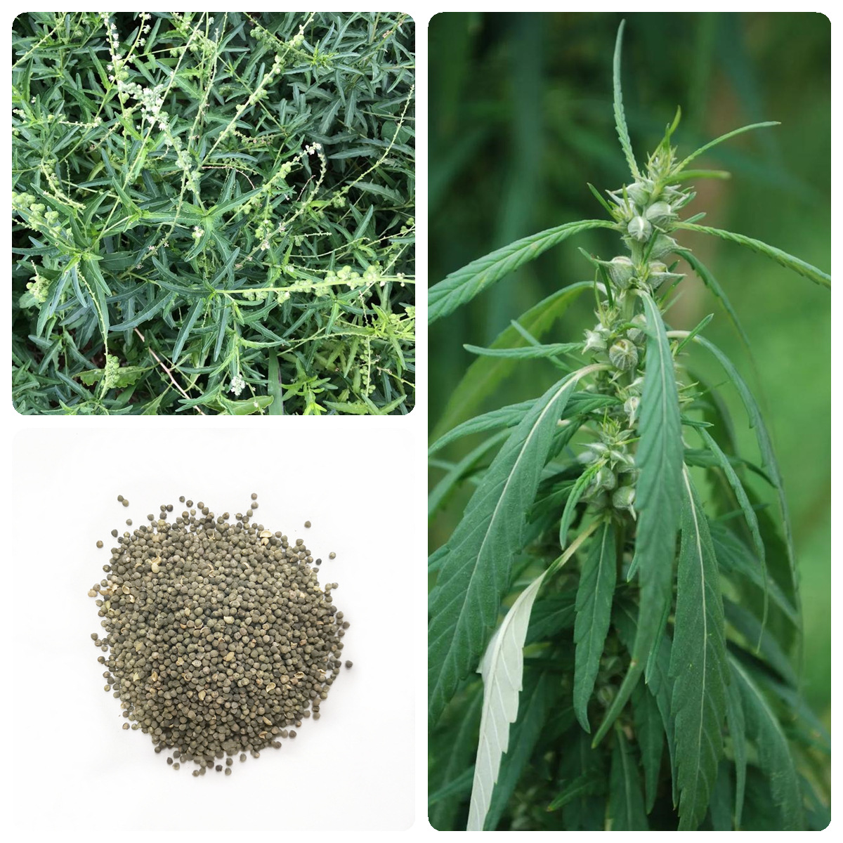 珍珠透骨草种子透骨草中药材种子药材种子供应透骨草中药材种籽