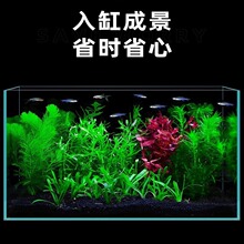 金鱼藻蜈蚣草水草植物绿菊鱼缸造景水培真草养鱼草缸绿植净水新手