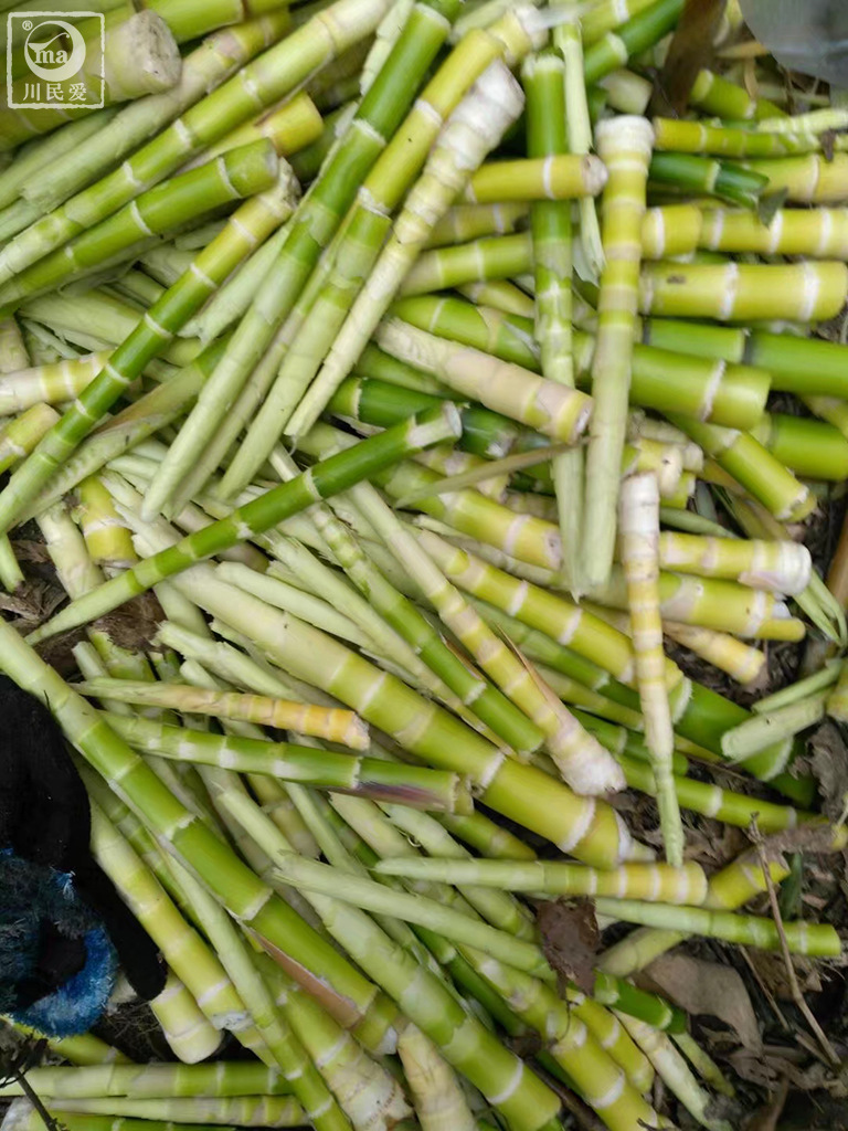 小竹笋川民爱 (2).jpg