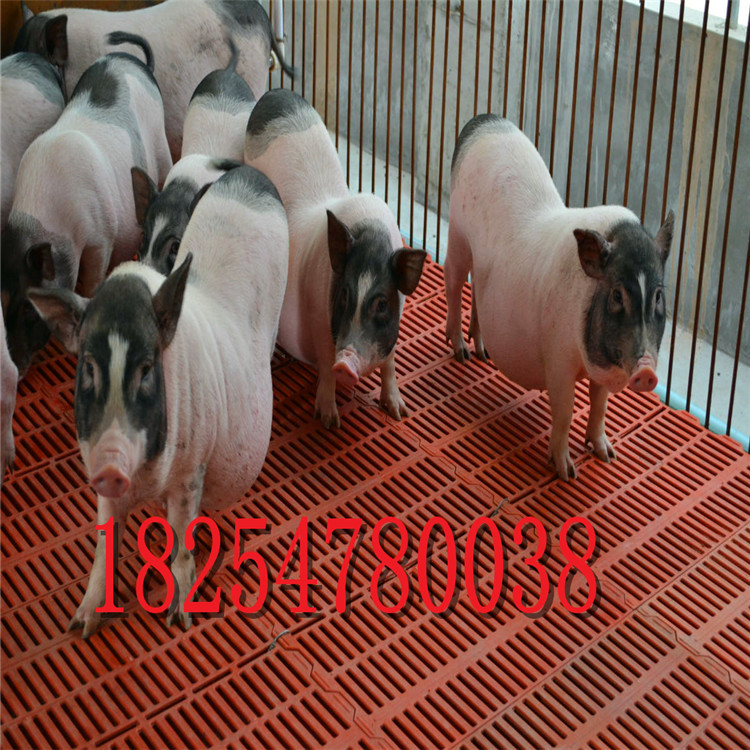 藏香猪幼崽市场价格 藏香猪活体 猪仔价格 藏香猪养殖场-阿里巴巴