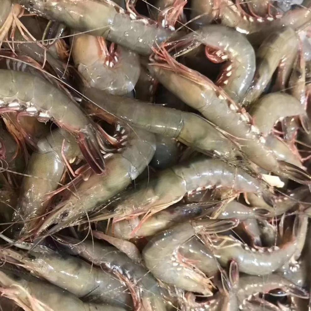 舟山特产野生青壳滑皮虾鲜活活皮虾青壳生鲜船冻新鲜上岸条虾