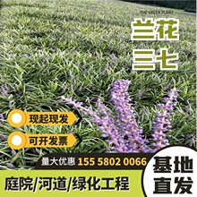 基地直销兰花三七吉祥草现货配送量大从优湿地公园热销产品