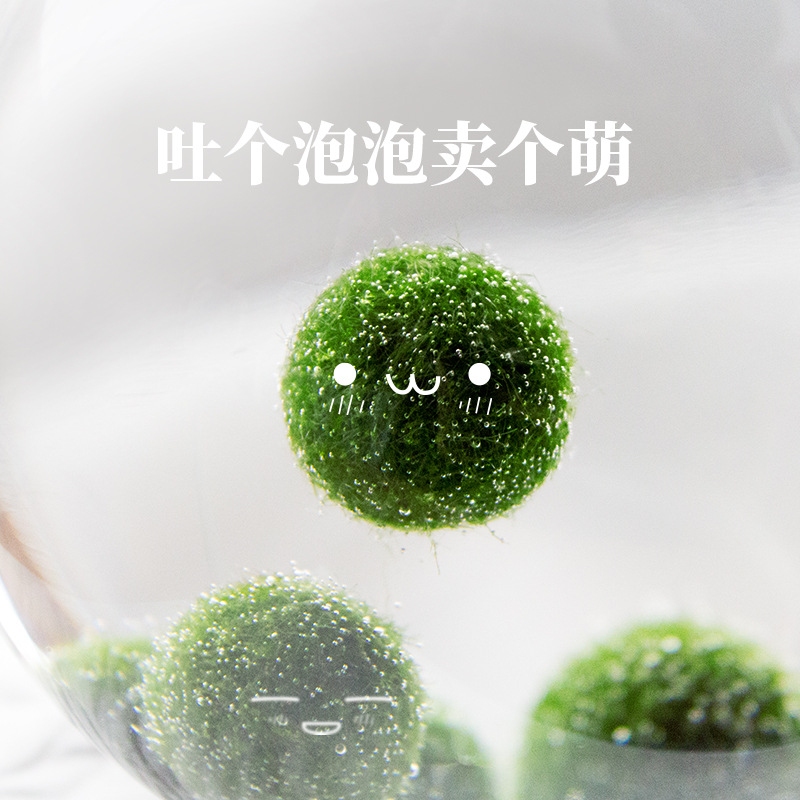马里莫「幸福球藻」特别可爱水培萌宠海藻球炸毛君新奇植物