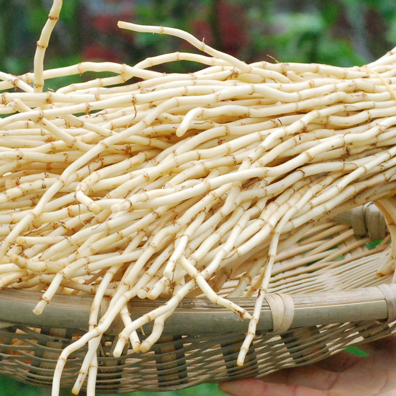 新鲜蔬菜鱼腥草折耳根种子农家侧耳根嫩根节节根现挖鱼香草包邮