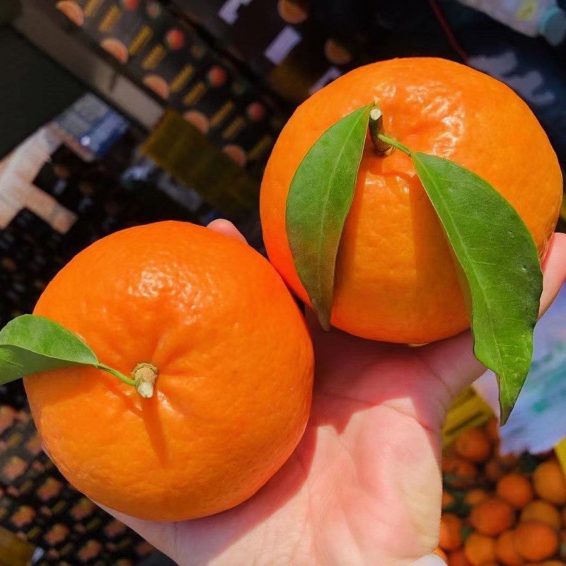 【特低批发价】正宗现摘广西武鸣沃柑橘子蜜桔茂谷柑3/5/10斤批发