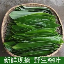 粽子叶现摘新鲜野生粽,箬大真空包装送绳棕叶一件批发厂家直销