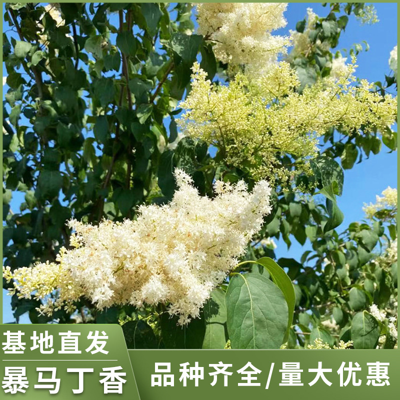 苗圃直发暴马丁香树苗丛生单杆暴马丁香绿篱苗绿化工程用苗及小苗