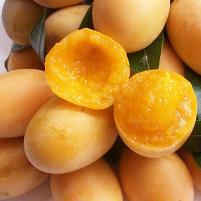 d稀有新品枇杷无核砂糖红色枇杷南方北方植果大红袍枇-阿里巴巴