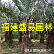 布迪椰子批发 江西布迪椰子价格 布迪椰子基地 布迪椰子树供应