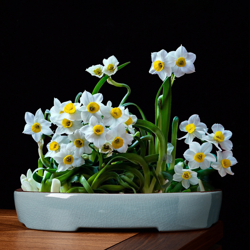 【叶水仙盆】-叶水仙盆厂家,品牌,图片,热帖-阿里巴巴