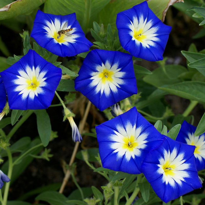 三色旋花种子 易活本植物 宿根花卉耐旱朝颜庭院阳台盆栽花种籽